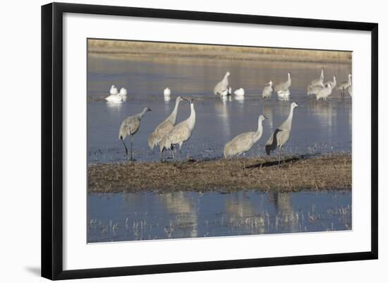 Greater Sandhill Cranes (Grus Canadensis Tabida) Grey Color-Richard Maschmeyer-Framed Photographic Print