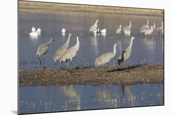 Greater Sandhill Cranes (Grus Canadensis Tabida) Grey Color-Richard Maschmeyer-Mounted Photographic Print