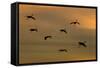 Greater Sandhill Cranes in Flight, Coming In-null-Framed Stretched Canvas