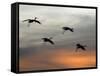 Greater Sandhill Cranes in Flight, Coming In-null-Framed Stretched Canvas