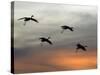 Greater Sandhill Cranes in Flight, Coming In-null-Stretched Canvas