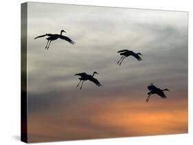 Greater Sandhill Cranes in Flight, Coming In-null-Stretched Canvas