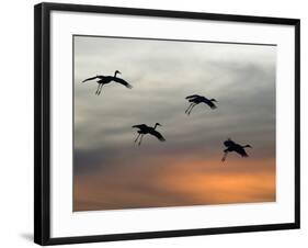 Greater Sandhill Cranes in Flight, Coming In-null-Framed Photographic Print