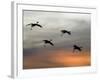 Greater Sandhill Cranes in Flight, Coming In-null-Framed Photographic Print