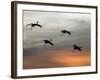 Greater Sandhill Cranes in Flight, Coming In-null-Framed Photographic Print