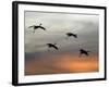 Greater Sandhill Cranes in Flight, Coming In-null-Framed Photographic Print