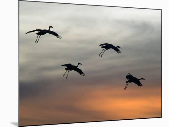 Greater Sandhill Cranes in Flight, Coming In-null-Mounted Photographic Print