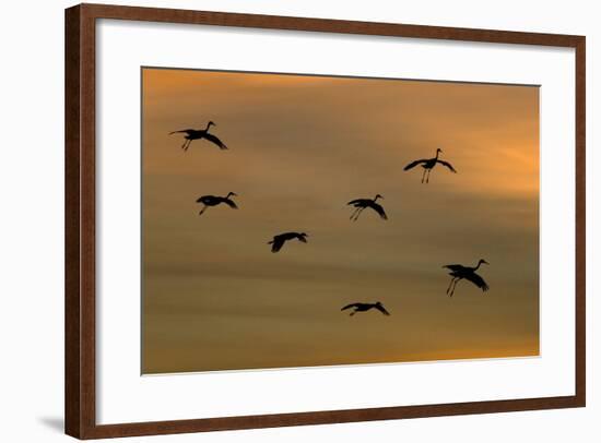 Greater Sandhill Cranes in Flight, Coming In-null-Framed Photographic Print