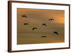 Greater Sandhill Cranes in Flight, Coming In-null-Framed Photographic Print