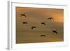 Greater Sandhill Cranes in Flight, Coming In-null-Framed Photographic Print