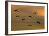 Greater Sandhill Cranes in Flight, Coming In-null-Framed Photographic Print