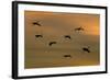 Greater Sandhill Cranes in Flight, Coming In-null-Framed Photographic Print