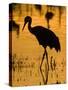 Greater Sandhill Cranes in Winter-null-Stretched Canvas