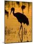 Greater Sandhill Cranes in Winter-null-Mounted Photographic Print