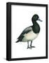 Greater Scaup (Aythya Marila), Duck, Birds-Encyclopaedia Britannica-Framed Poster