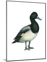 Greater Scaup (Aythya Marila), Duck, Birds-Encyclopaedia Britannica-Mounted Poster