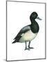 Greater Scaup (Aythya Marila), Duck, Birds-Encyclopaedia Britannica-Mounted Poster