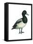 Greater Scaup (Aythya Marila), Duck, Birds-Encyclopaedia Britannica-Framed Stretched Canvas