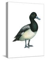 Greater Scaup (Aythya Marila), Duck, Birds-Encyclopaedia Britannica-Stretched Canvas