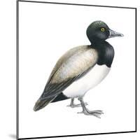 Greater Scaup (Aythya Marila), Duck, Birds-Encyclopaedia Britannica-Mounted Poster