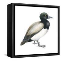 Greater Scaup (Aythya Marila), Duck, Birds-Encyclopaedia Britannica-Framed Stretched Canvas