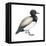 Greater Scaup (Aythya Marila), Duck, Birds-Encyclopaedia Britannica-Framed Stretched Canvas