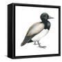 Greater Scaup (Aythya Marila), Duck, Birds-Encyclopaedia Britannica-Framed Stretched Canvas