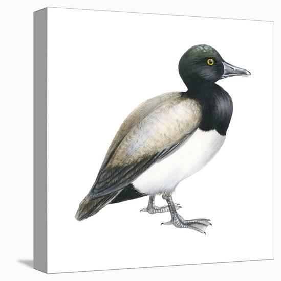 Greater Scaup (Aythya Marila), Duck, Birds-Encyclopaedia Britannica-Stretched Canvas