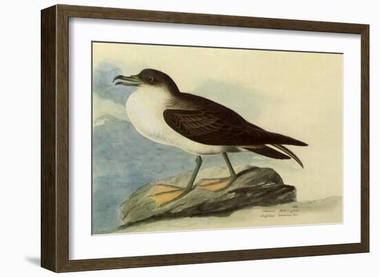 Greater Shearwater-John James Audubon-Framed Giclee Print