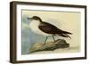 Greater Shearwater-John James Audubon-Framed Giclee Print