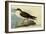 Greater Shearwater-John James Audubon-Framed Giclee Print