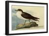 Greater Shearwater-John James Audubon-Framed Giclee Print
