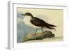 Greater Shearwater-John James Audubon-Framed Giclee Print