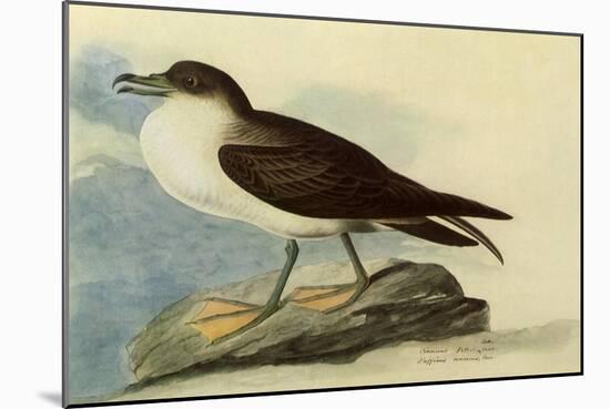 Greater Shearwater-John James Audubon-Mounted Giclee Print