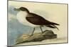 Greater Shearwater-John James Audubon-Mounted Giclee Print