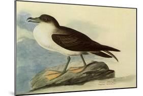 Greater Shearwater-John James Audubon-Mounted Giclee Print