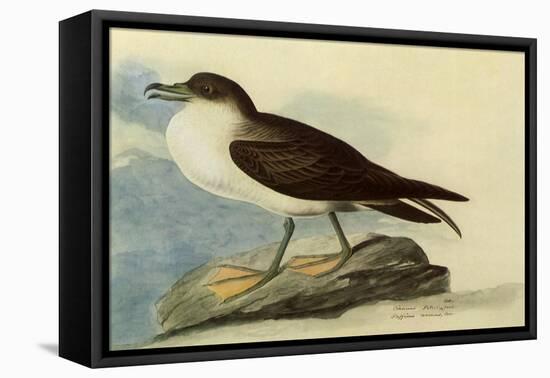 Greater Shearwater-John James Audubon-Framed Stretched Canvas