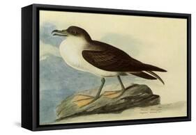 Greater Shearwater-John James Audubon-Framed Stretched Canvas