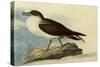 Greater Shearwater-John James Audubon-Stretched Canvas