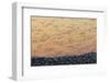 Greater Snow Geese (Chen Caerulescens) Taking Flight at Sunset During Migration-Gerrit Vyn-Framed Photographic Print