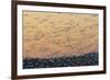 Greater Snow Geese (Chen Caerulescens) Taking Flight at Sunset During Migration-Gerrit Vyn-Framed Photographic Print