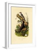 Greater Spotted Woodpecker, 1833-39-null-Framed Giclee Print