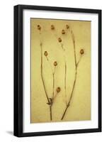 Greater Stitchwort-Den Reader-Framed Photographic Print