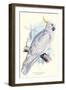 Greater Sulpher-Crested Cuckatoo - Cacatua Galerita-Edward Lear-Framed Art Print