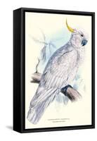 Greater Sulpher-Crested Cuckatoo - Cacatua Galerita-Edward Lear-Framed Stretched Canvas