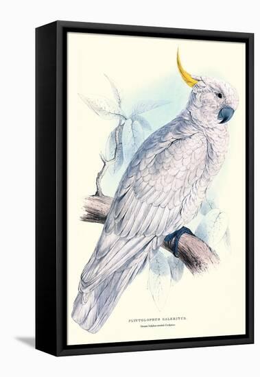 Greater Sulpher-Crested Cuckatoo - Cacatua Galerita-Edward Lear-Framed Stretched Canvas