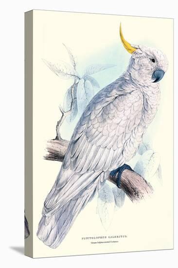 Greater Sulpher-Crested Cuckatoo - Cacatua Galerita-Edward Lear-Stretched Canvas