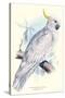 Greater Sulpher-Crested Cuckatoo - Cacatua Galerita-Edward Lear-Stretched Canvas