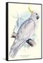 Greater Sulpher-Crested Cuckatoo - Cacatua Galerita-Edward Lear-Framed Stretched Canvas