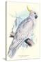 Greater Sulpher-Crested Cuckatoo - Cacatua Galerita-Edward Lear-Stretched Canvas